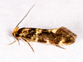 Triaxomasia caprimulgella